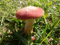 Gymnopilus purpuratus