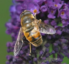 Eristalis tenax