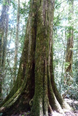 Pseudoweinmannia lachnocarpa