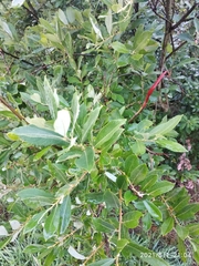 Salix