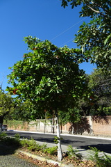 Terminalia kaernbachii
