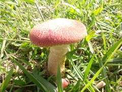 Gymnopilus purpuratus