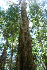 Pseudoweinmannia lachnocarpa