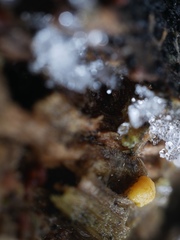 Sphaerosporium lignatile