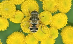 Eristalis arbustorum