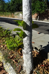 Terminalia kaernbachii