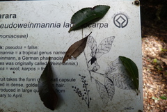 Pseudoweinmannia lachnocarpa