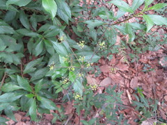 Arracacia aegopodioides