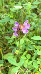 Prunella vulgaris