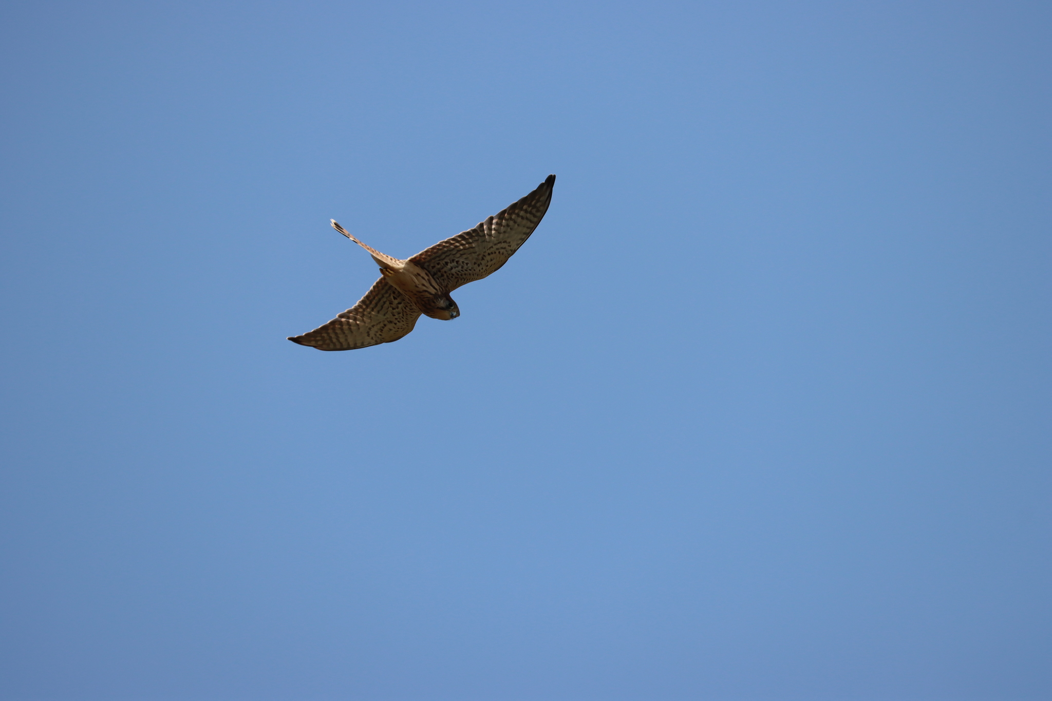 Common Kestrel