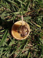 Gymnopilus purpuratus