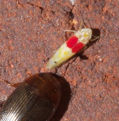 Eratoneura osborni