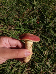 Gymnopilus purpuratus