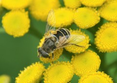Eristalis arbustorum