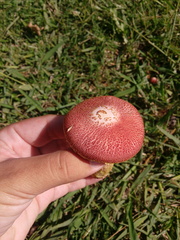 Gymnopilus purpuratus