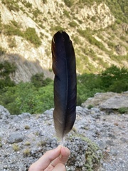 Corvus corax laurencei