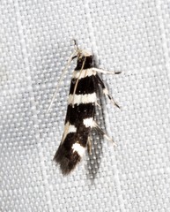 Macrobathra sarcoleuca