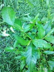 Persicaria