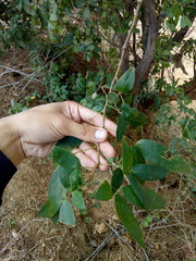 Senna splendida gloriosa