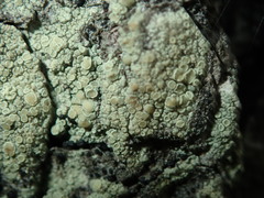 Lecanora varia