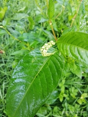 Persicaria