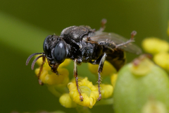 Oxybelus bipunctatus