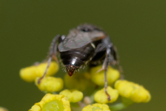 Oxybelus bipunctatus