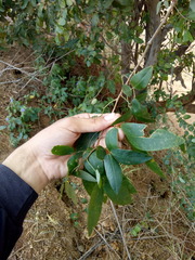 Senna splendida gloriosa