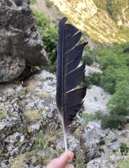 Corvus corax laurencei