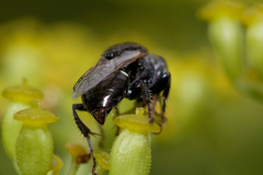 Oxybelus bipunctatus