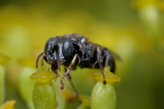 Oxybelus bipunctatus
