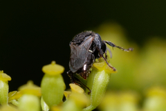 Oxybelus bipunctatus