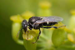 Oxybelus bipunctatus