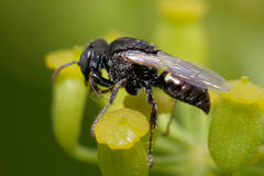 Oxybelus bipunctatus