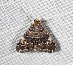 Elophila responsalis