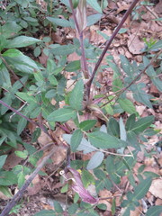 Arracacia aegopodioides