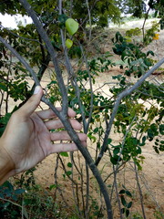 Senna splendida gloriosa