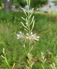 Oenothera filipes
