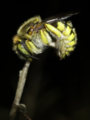 Anthidium loti