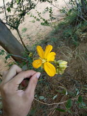 Senna splendida gloriosa