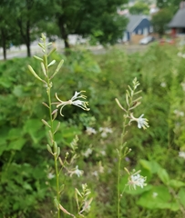 Oenothera filipes
