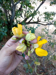 Senna splendida gloriosa