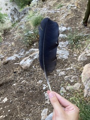 Corvus corax laurencei