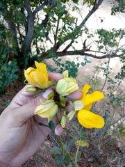 Senna splendida gloriosa