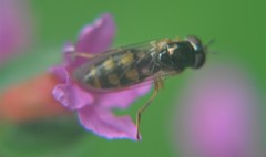 Syrphidae