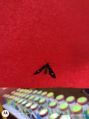 Leucotmemis nexa