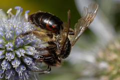 Andrena