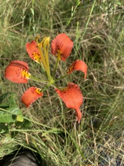 Lilium catesbaei image