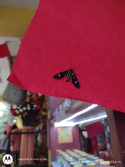Leucotmemis nexa