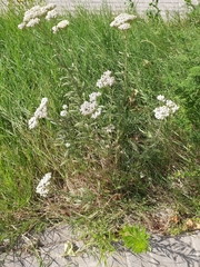 Achillea setacea